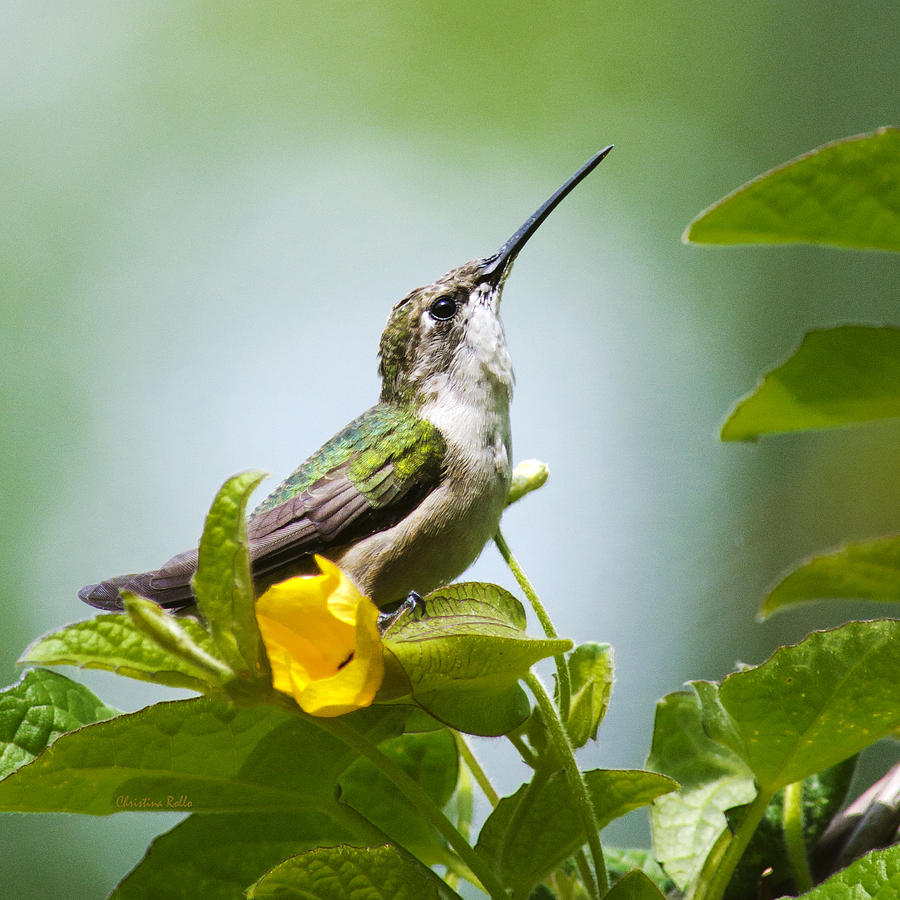 hummingbird sitting pretty square photograph by christina hummingbird sitting pretty square photograph by christina