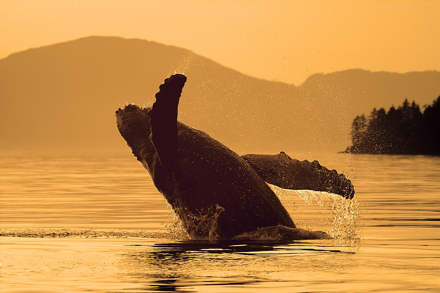 Humpback Whale Breaching Sunset Wcoast Photograph by John Hyde