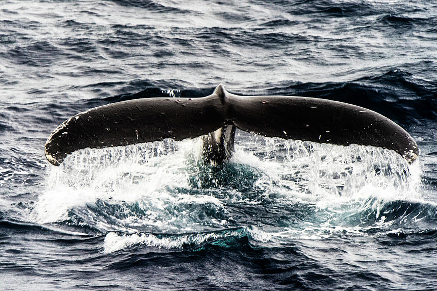 Humpback Whale Fluke As It Dives Deep Photograph By Brook Peterson