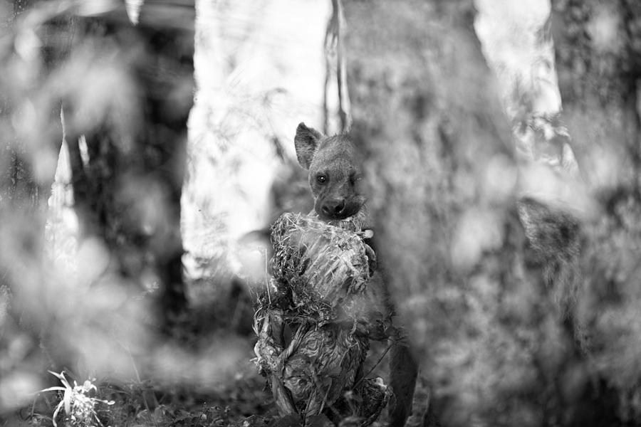 Hyena And Prey Photograph by Lara Gale