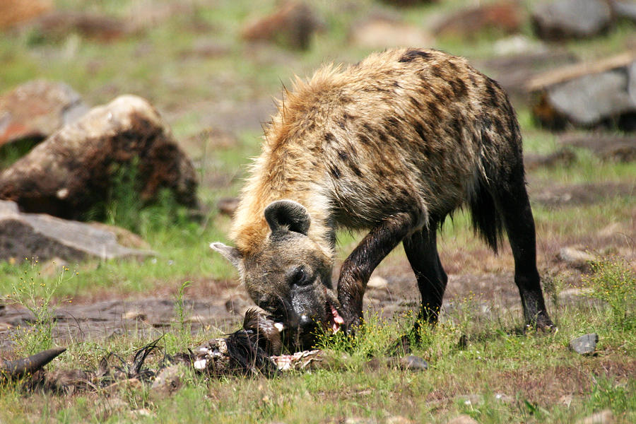 Hyena Eating Prey In Masai Mara by Pamela Buol