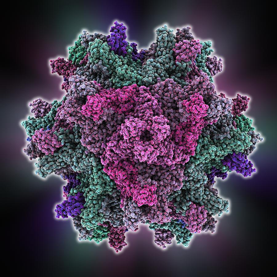 Ibdv Subviral Particle Molecular Model By Science Photo Library