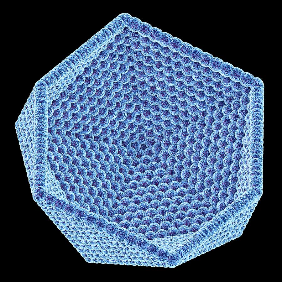 Icosahedral Virus Capsid By Science Photo Library