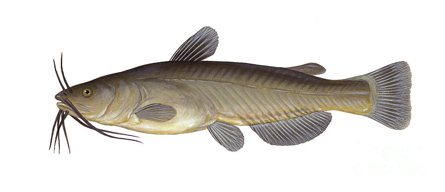 Illustration Of A Black Bullhead By Carlyn Iverson