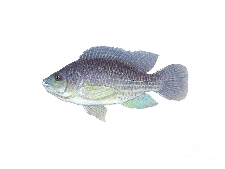 Illustration Of A Blue Tilapia by Carlyn Iverson