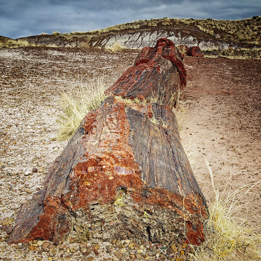 petrified forest natl pk single hispanic girls Land that now belongs to the petrified forest national park in arizona a second ancient village less than a kilometer away from one that was. petrified forest natl pk single hispanic girls Land that now belongs to the petrified forest national park in arizona a second ancient village less than a kilometer away from one that was.