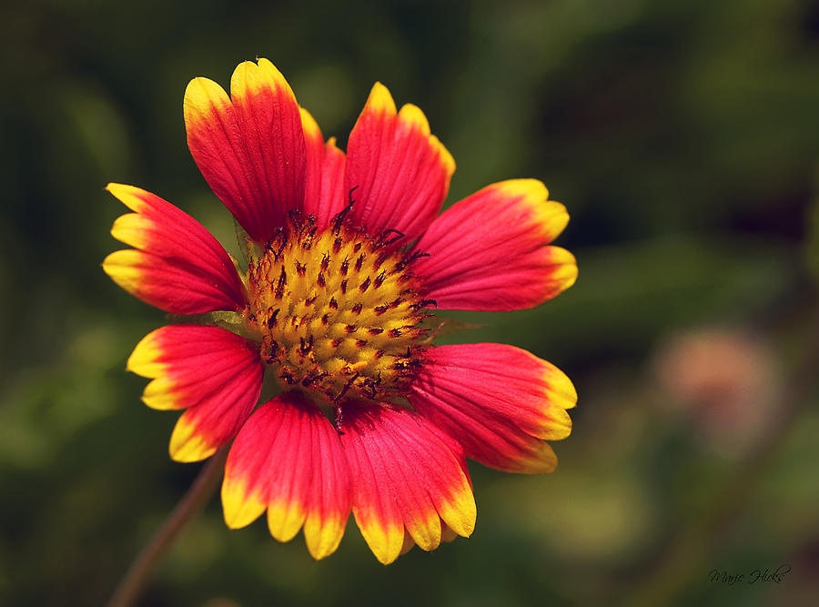 indian-blanket-wildflower-photograph-by-marie-hicks