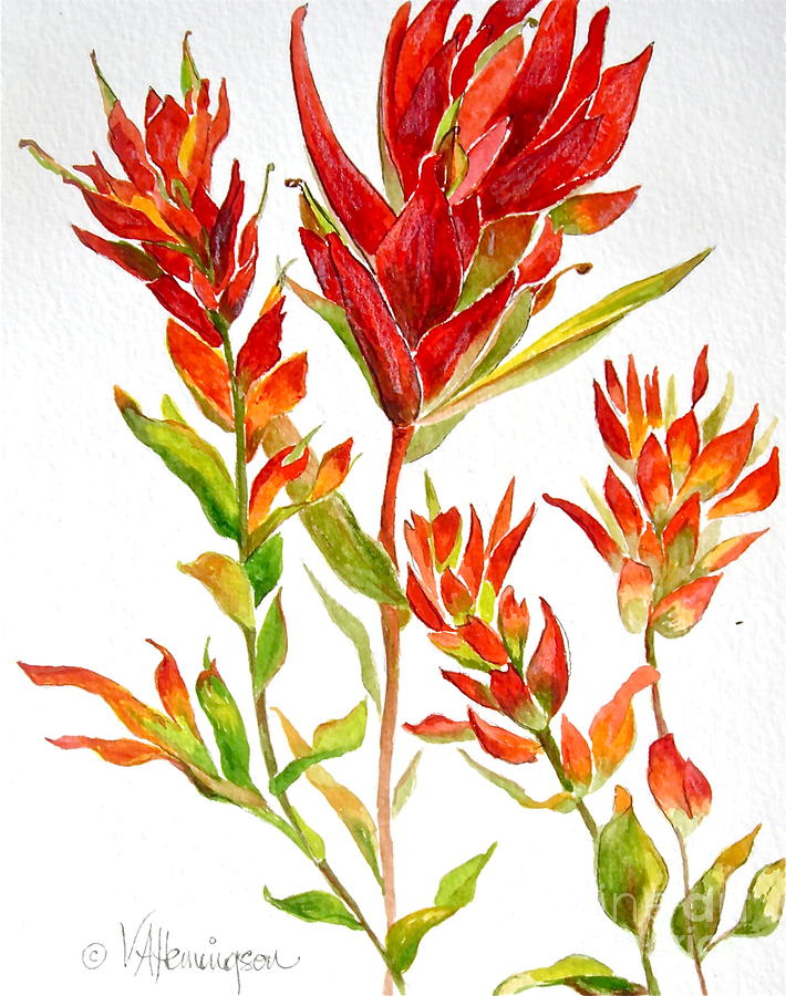 scarlet paintbrush plant care