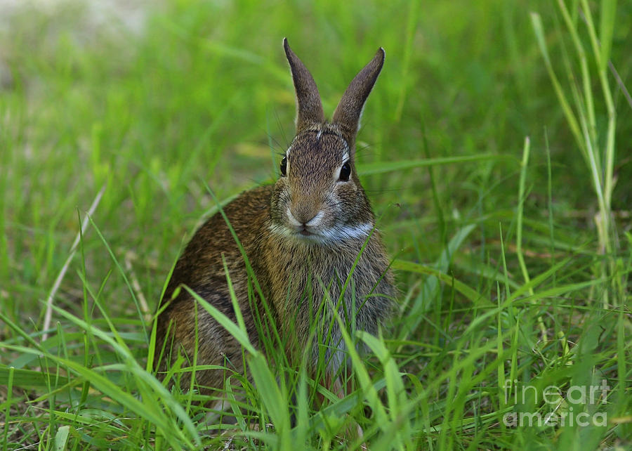 living nature bunny