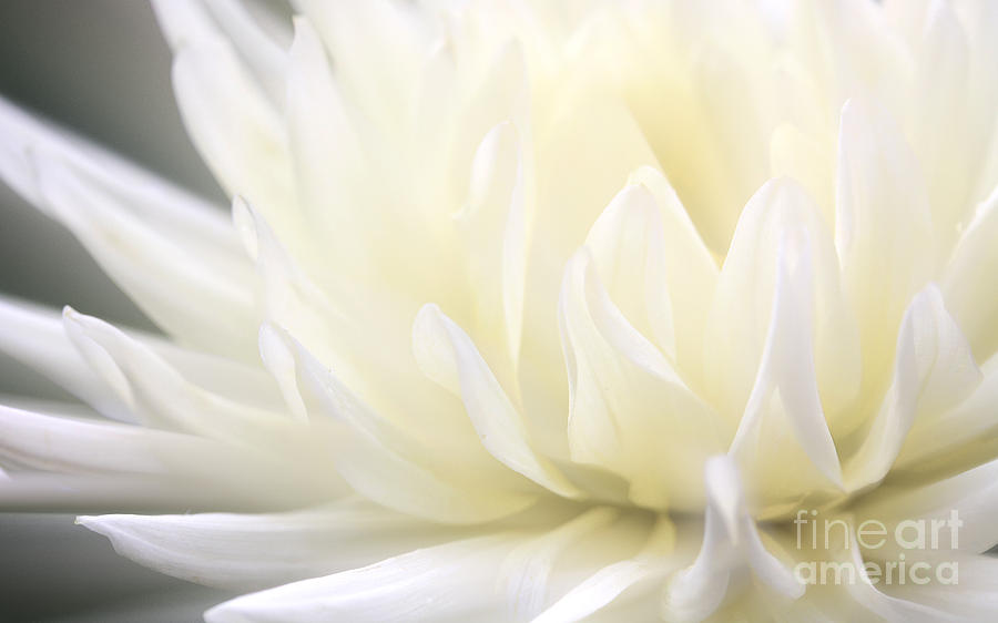 Inside White Flower Photograph By Jolanta Meskauskiene Fine Art America