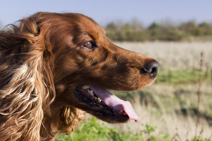 Irish Setter Field Portrait By Dave Cawkwell