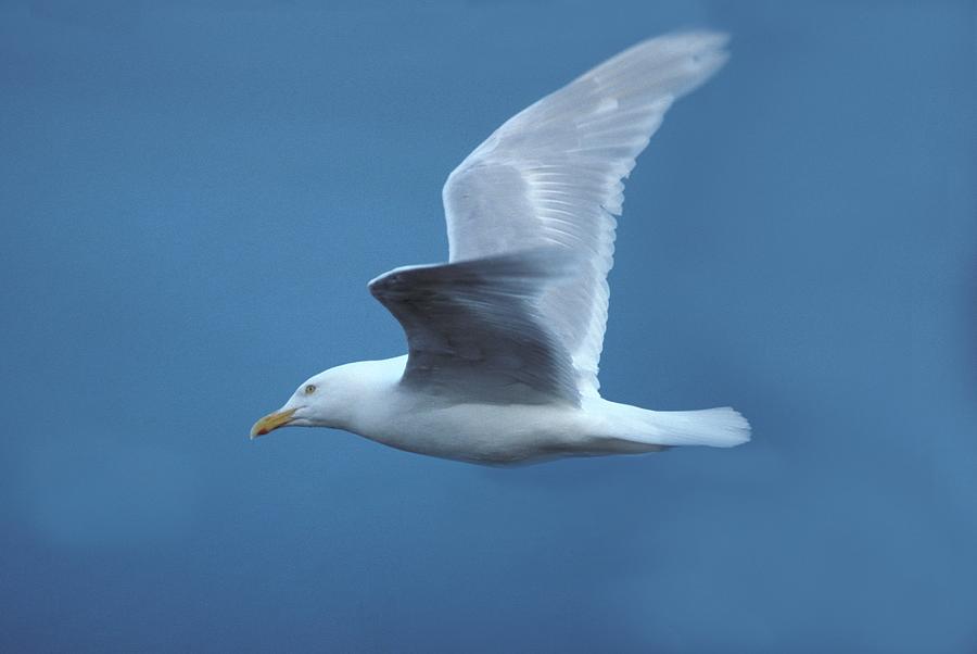  - ivory-gull-in-flight-ralph-brunner
