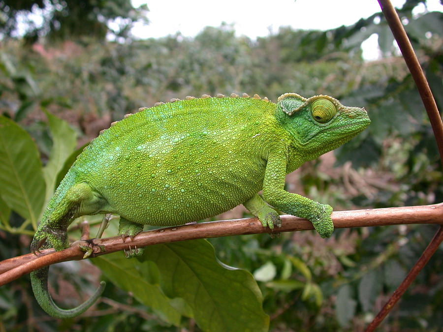 Image result for female jackson's chameleon