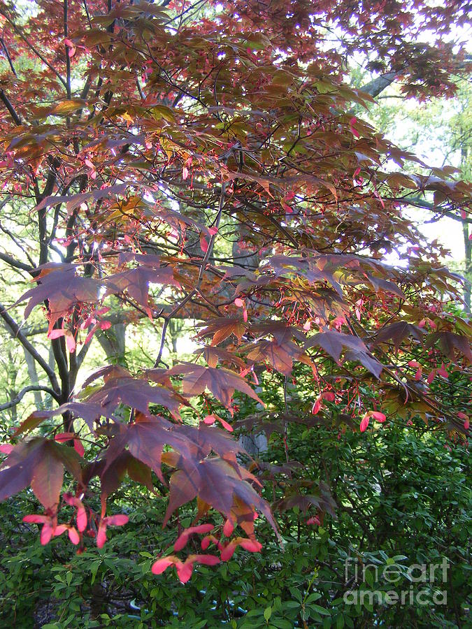 maple springs chat Register here how can you be involved with maple springs bible camp – send children, ages 5 to 17, for a week of camp – become a lit (leader in training). maple springs chat Register here how can you be involved with maple springs bible camp – send children, ages 5 to 17, for a week of camp – become a lit (leader in training).
