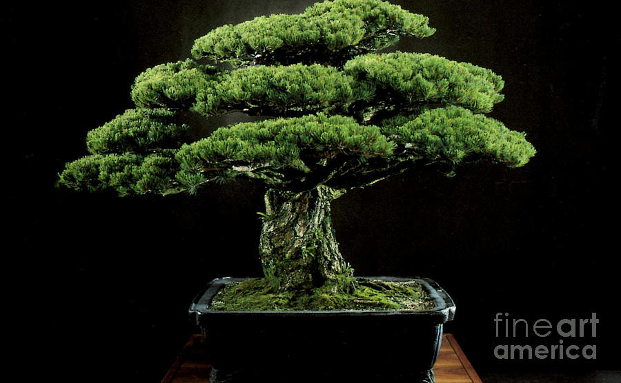 Japanese White Pine Bonsai by Ruth Housley