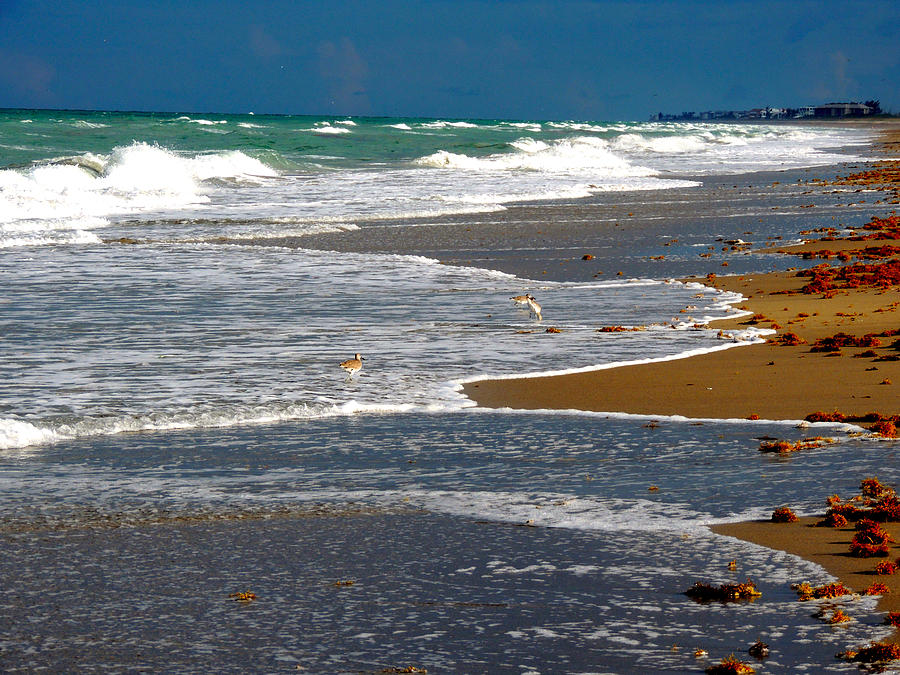 Jensen Beach Florida Photograph by Marilyn Holkham