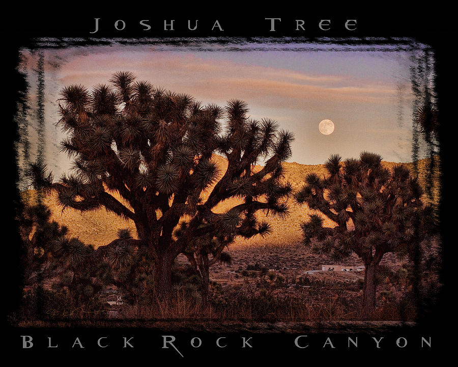  - joshua-trees-in-black-rock-canyon-joshua-tree-national-park-california-hdr-david-rigg