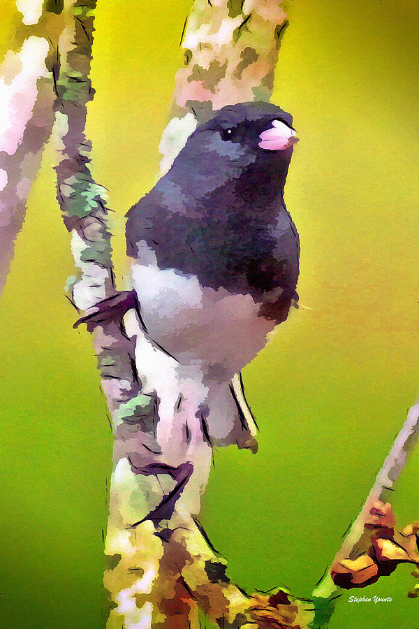 Junco Digital Art By Stephen Younts Fine Art America