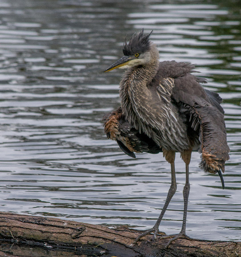 juvenile-great-blue-heron-photograph-by-colleen-toohy