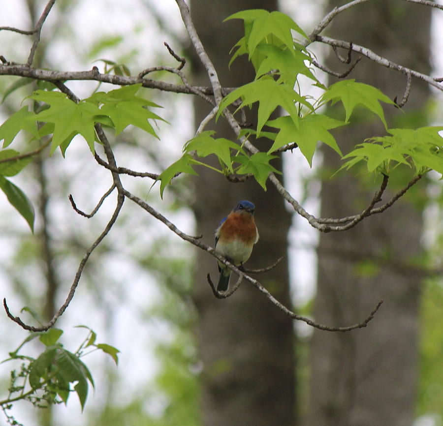  - kentucky-blue-bird-dan-eakin