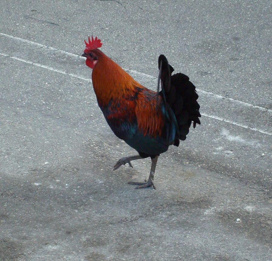 Key West Rooster Photograph by Kay Gilley