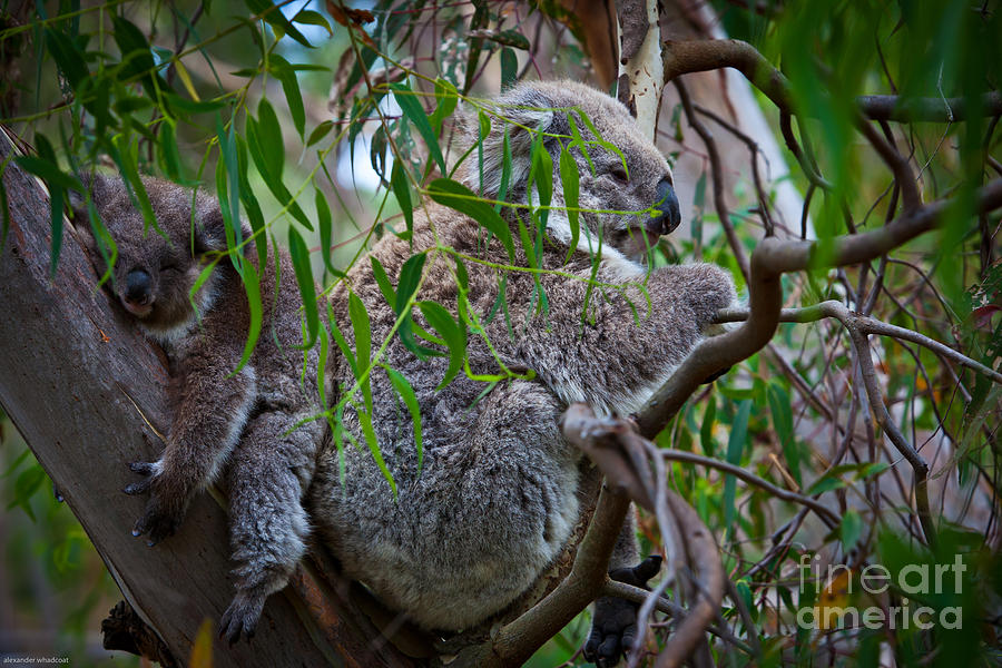 Koalas Photograph By Alexander Whadcoat Fine Art America