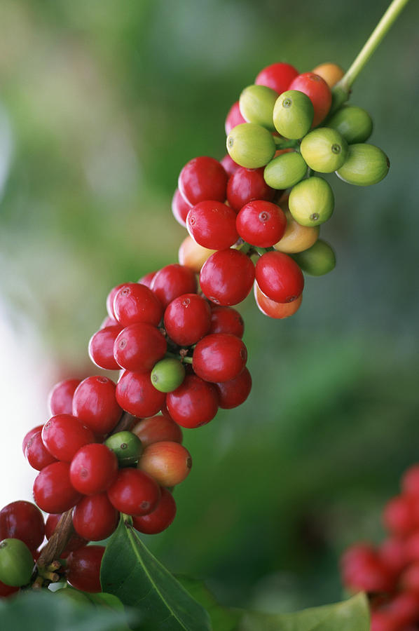 Kona Coffee Cherry Photograph by Douglas Peebles
