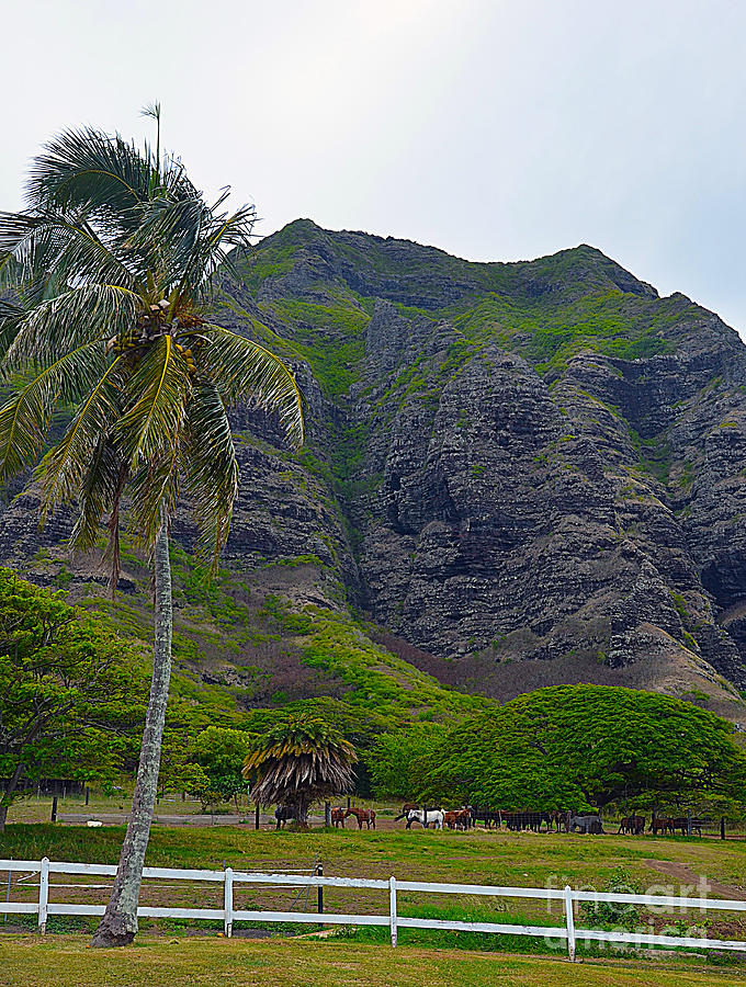 Kualoa Ranch Photograph By Brenda Dorman Fine Art America