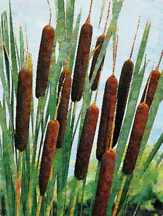 Cattail willow plant information