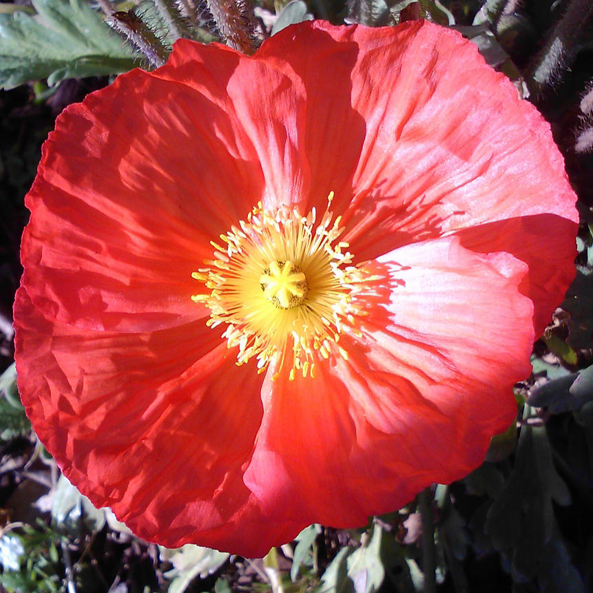  - large-red-flower-michele-barrett