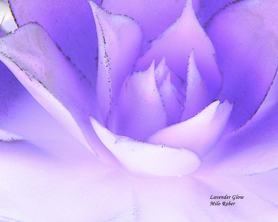 Lavender Glow Photograph By Milo Rober Pixels