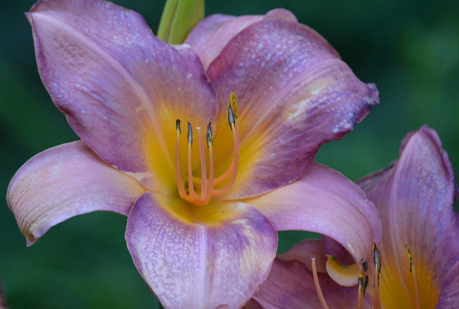 Lavender Lilies Photograph by Maria Urso