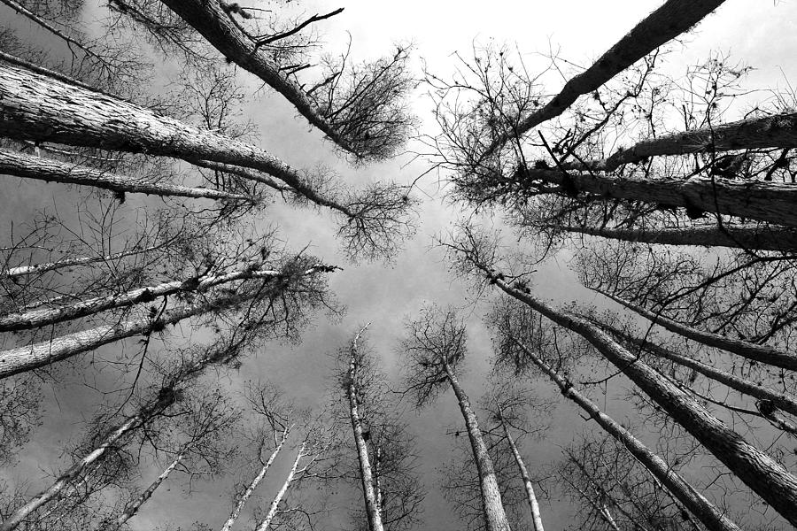 Leading Lines In Black And White Photograph By Erin Tucker