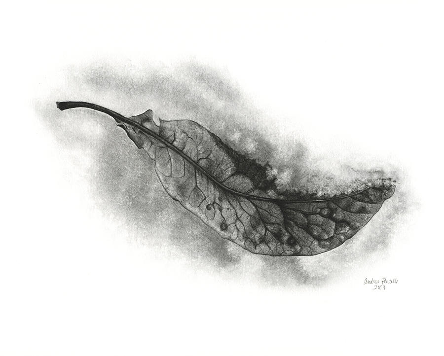  - leaf-in-snow-graphite-drawing-andrea-pontillo