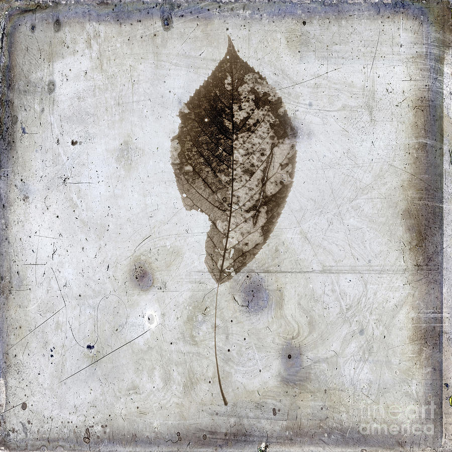 Leaf Vintage Look Photograph By Bernard Jaubert Fine Art America