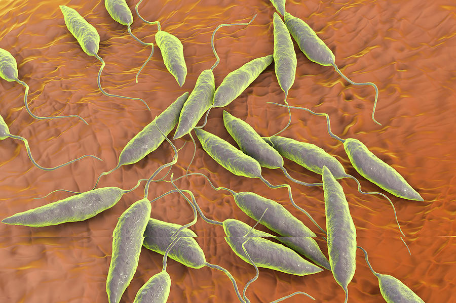Leishmania Parasitic Protozoa By Kateryna Kon Science Photo Library