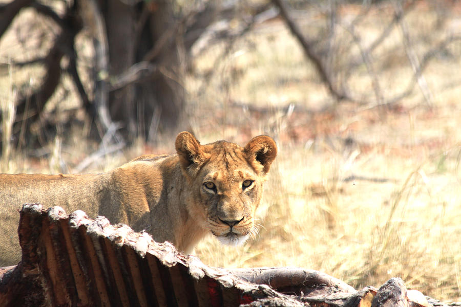 Lion Eating Giraffe Hwange N. P. Zimbabwe 3 by Pamela Buol