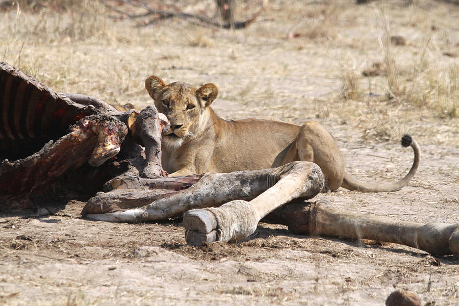 Lion Eating Giraffe Hwange N. P. Zimbabwe by Pamela Buol