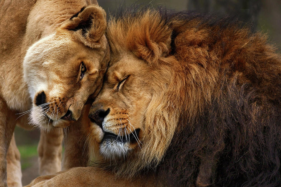 Lion Love