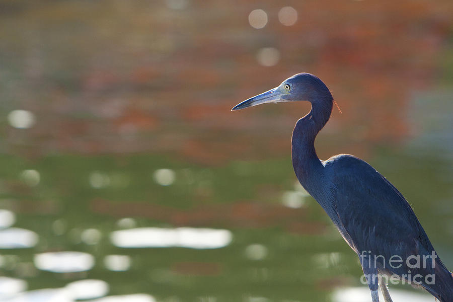  - little-blue-heron-alvinus-melius