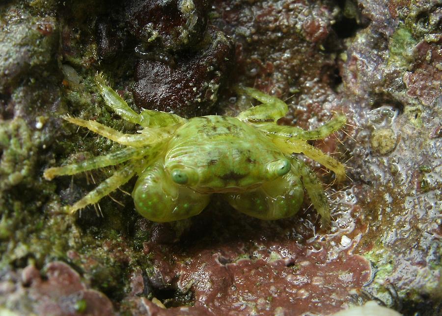 little-green-crab-siwa-allred.jpg