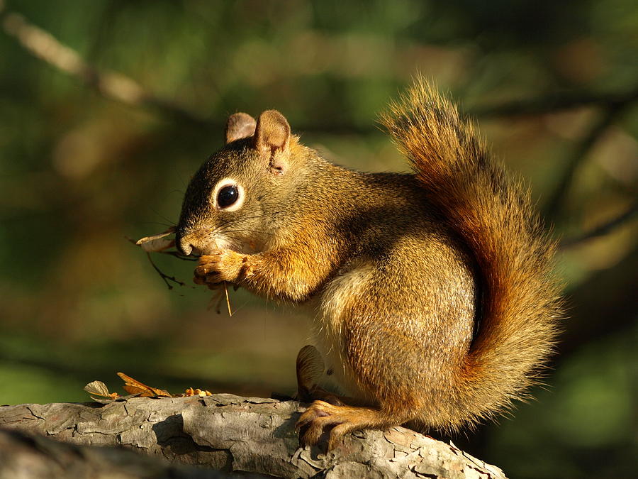 Little Red Squirrel Feasting Photograph by James Peterson