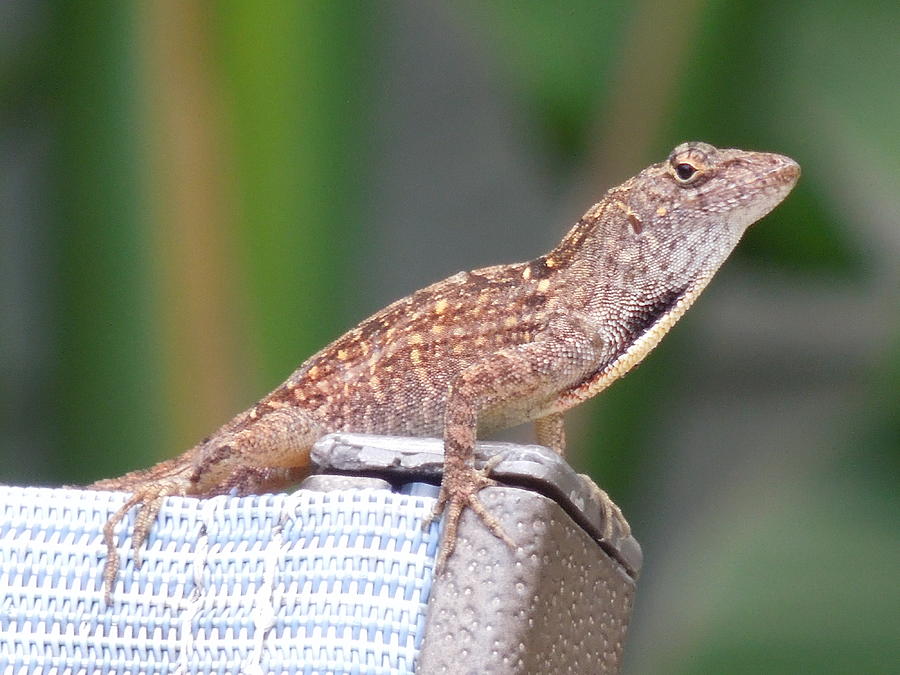 Lizard On A Chair Photograph by Ron Davidson