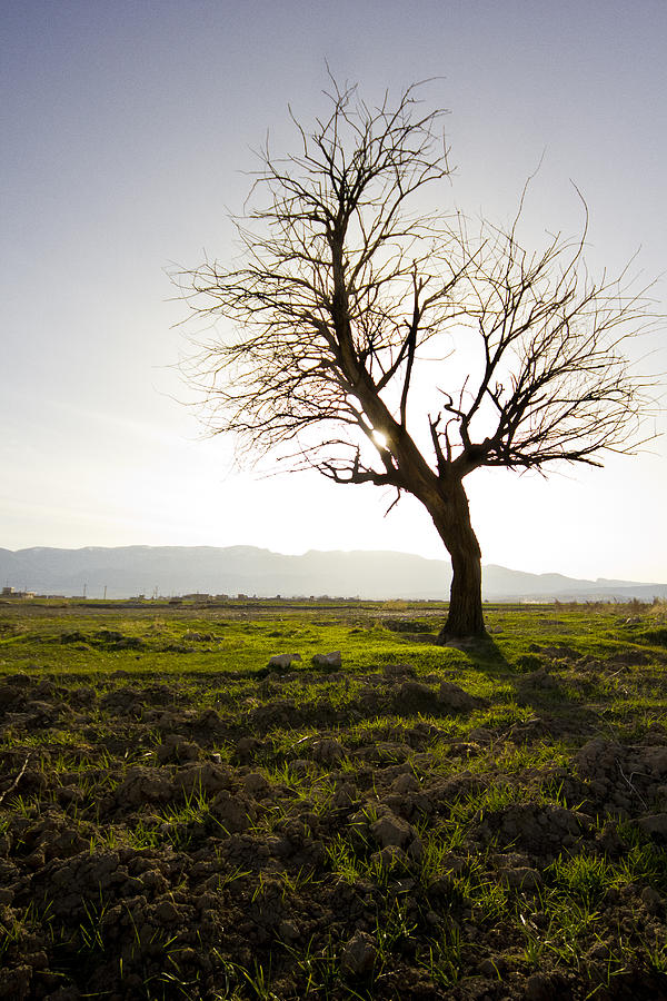  - lonely-tree-reza-ansari