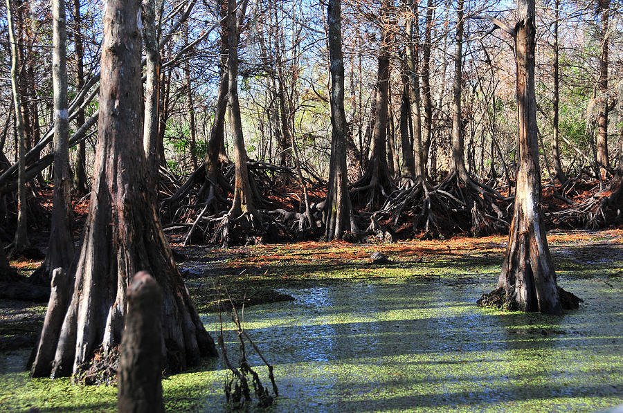 Louisiana Bayou In Winter Photograph by Brian Hoover