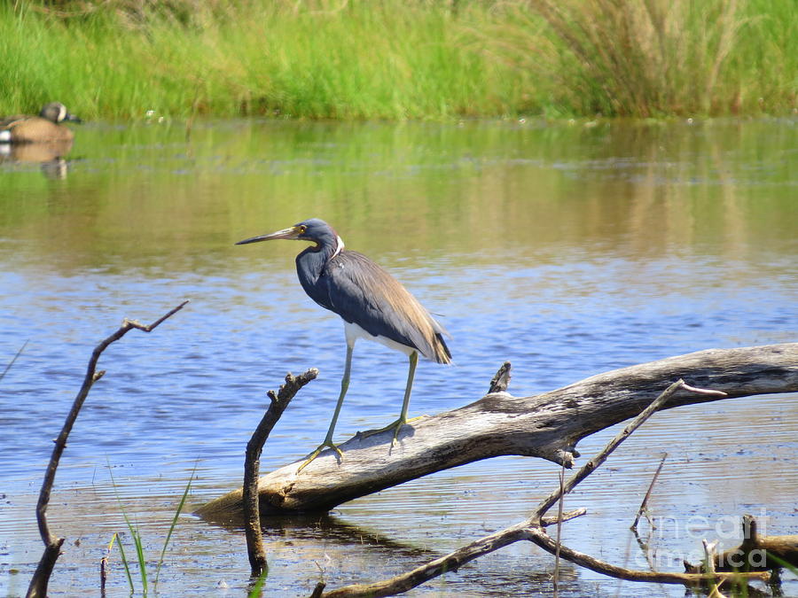 Louisiana Heron By Phyllis Beiser