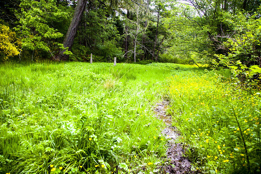 Lush Meadow Of Dreams Photograph by Graham Foulkes