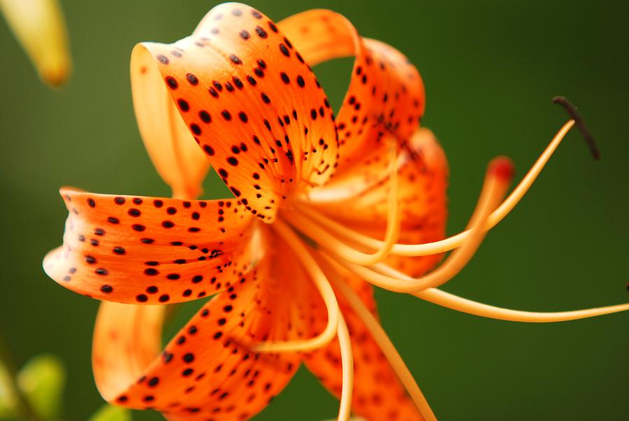 Macro Orange Spotted Lily Photograph by Alaina Carnahan