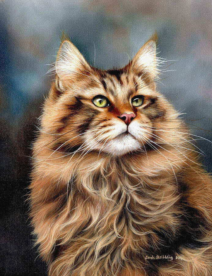 Maine Coon Painting By Sarah Stribbling