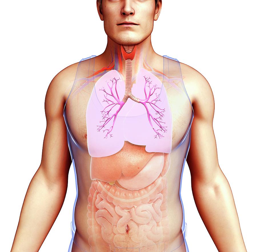 Male Bronchi And Lungs Photograph By Pixologicstudio Science Photo